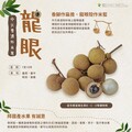 龍眼這樣挑才新鮮！農糧署教你4關鍵