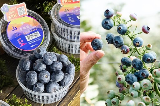 台灣藍莓「山丘藍」產季正式開始！全家預告 4 月推「藍莓霜淇淋」