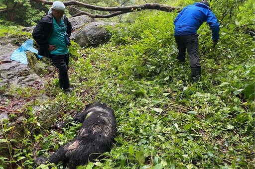 台灣黑熊左胸中彈疑遭盜獵者槍殺 陳屍國家公園邊界3天才被發現