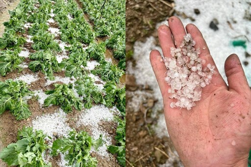 南投午後冰雹重毀高山蔬菜 農業處長：農損估逾1億