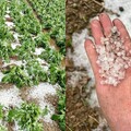 南投午後冰雹重毀高山蔬菜 農業處長：農損估逾1億