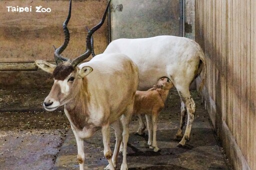 慶祝麟洋配奪首金！台北市立動物園和羚羊合照有禮物 運動中心健身房免費