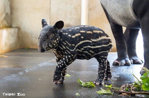 北市動物園馬來貘寶寶名字出爐 「莉姆路」 撞名日漫主角