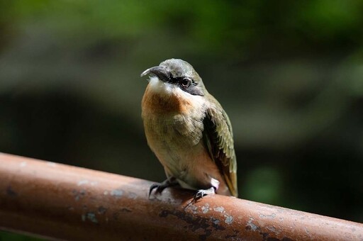 搶救棄蛋！北市動物園人工孵育栗喉蜂虎 「3菜鳥」入住穿山甲館