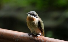 搶救棄蛋！北市動物園人工孵育栗喉蜂虎 「3菜鳥」入住穿山甲館