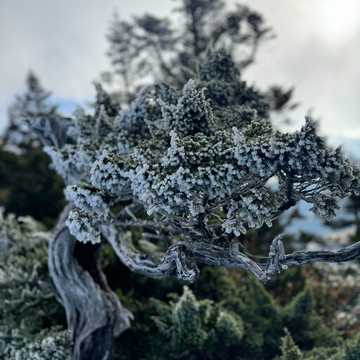 首波冷氣團報到！雪霸山區覆冰霜 銀白美景畫面曝光