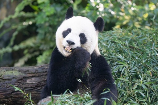 寒流來襲！動物園啟動禦寒大作戰 紅毛猩猩蓋棉被、吹暖氣、喝薑湯好暖