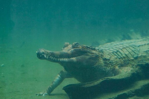 寒流來襲！動物園啟動禦寒大作戰 紅毛猩猩蓋棉被、吹暖氣、喝薑湯好暖