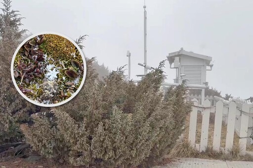 【有片】玉山下雪了！六角雪花飄落地美翻 氣象署：冷氣團持續發威