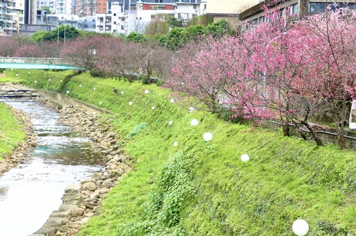 200株台灣山櫻花綻放 全台最美櫻花大道在這裡