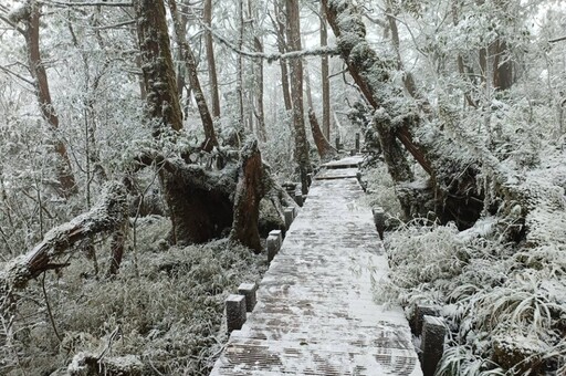 下雪好美！太平山零下2度冷到爆 銀白美景如夢幻仙境