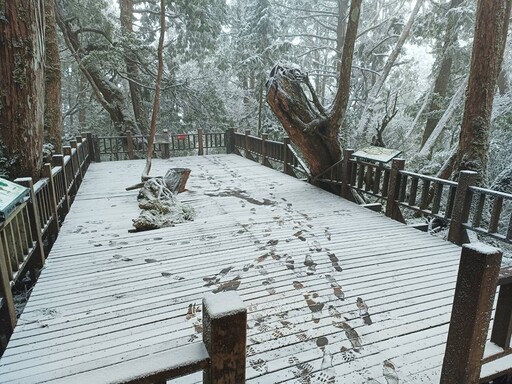 下雪好美！太平山零下2度冷到爆 銀白美景如夢幻仙境