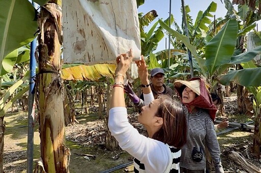 不捨蕉農辛苦遭藍委嘲諷 邱議瑩赴旗山產地呼籲「不要讓農民心寒」