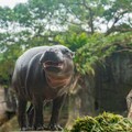 侏儒河馬Thabo抵台未滿4個月 北市動物園證實今因傷口感染去世