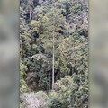 高84.1公尺！台灣第一高樹「大安溪倚天劍」等身照亮相 研究團隊跋涉6天攀樹測量