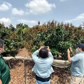 高雄玉荷包、黑葉荔枝農損 農業局受理救助