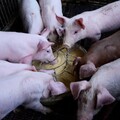 「萊豬」來了！首批澳洲進口冷凍豬腳抵台 食藥署：符合標準值