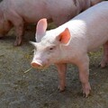 首批進口萊豬未超標 食藥署：不會主動公布業者與流向