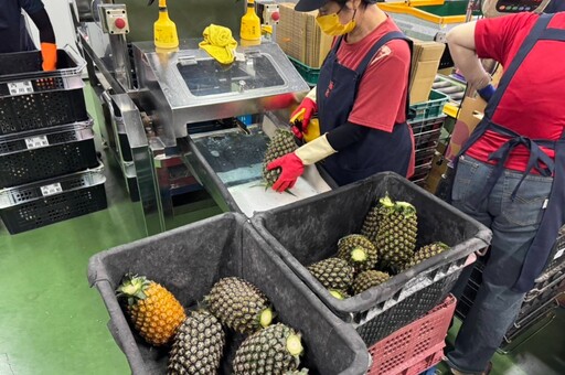 北農鳳梨銷日再創佳績 憂台幣升值釀虧損將與日方協商