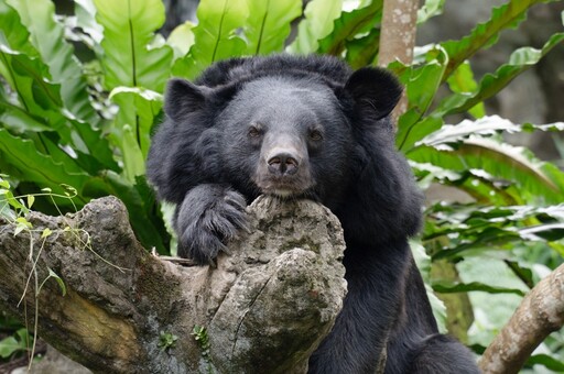小心撲空!北市動物園進行年度歲修 6/18起休園10天