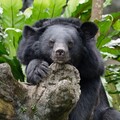小心撲空！北市動物園進行年度歲修 6/18起休園10天