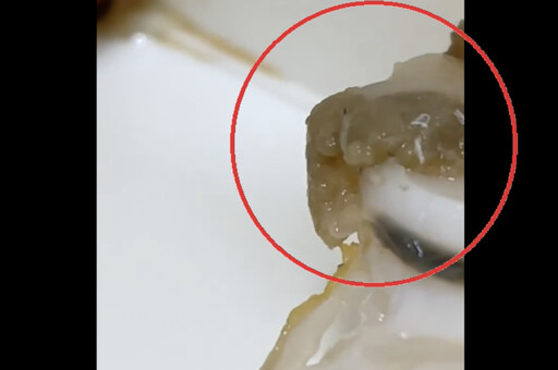 【有片】爭鮮壽司遭控「蛆在扇貝上爬」噁爆 業者:已展開內部調查