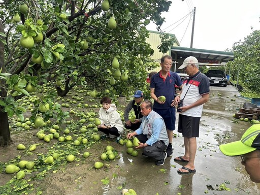 麻豆文旦遭丹娜絲颱風重創 柚農心碎：產量恐剩5%