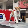 花蓮地震英雄搜救犬Wilson訓練墜樓殉職 骨骸將做紀念碑