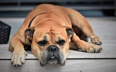 寵物犬咬死小主人！五個月大女嬰獨留家中慘變狗狗食物