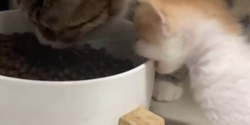 小貓餓瘋了狂咬飼料碗？網笑翻直呼「太可愛了」！