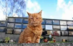 老人辭世後貓咪守護墓園 六年後貓咪離世 萬人為之心碎