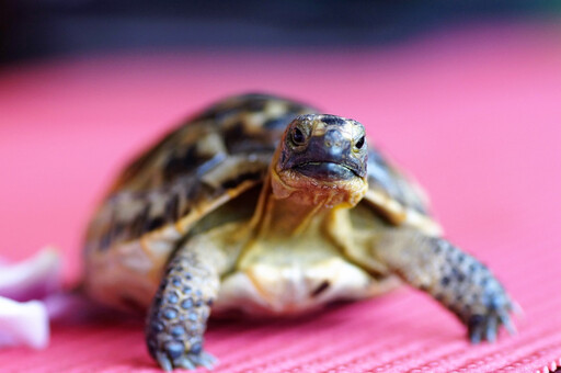 掌握養龜的秘訣 謹記這「七點」讓你的烏龜健康快樂的成長