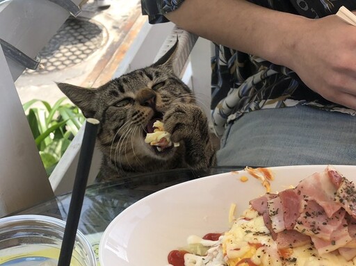 沖繩貓咪超愛偷吃旅客食物？當地居民：早已多年慣犯！