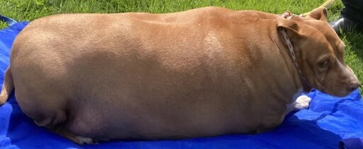體重５３公斤狗狗過胖死亡？飼主被指控過度餵食判刑兩個月！