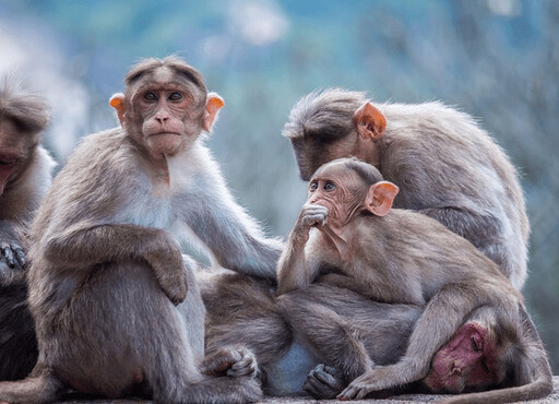 英國推出禁令：2026年起家庭飼養猴子將全面禁止 須具備動物園級環境