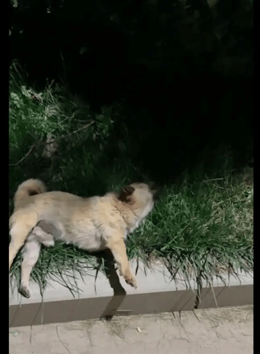 流浪狗遭遇車禍重傷 憑著意志艱難站起 最終卻倒在草地裡!