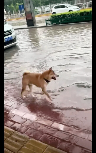 暴雨使城市淹水嚴重 狗狗反而樂翻天：免費的泳池真好玩！