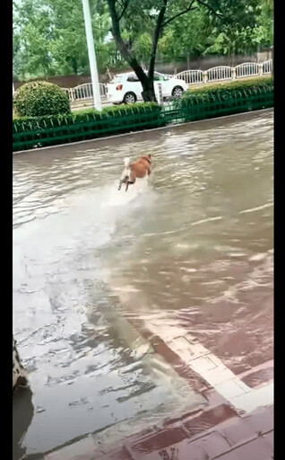 暴雨使城市淹水嚴重 狗狗反而樂翻天：免費的泳池真好玩！