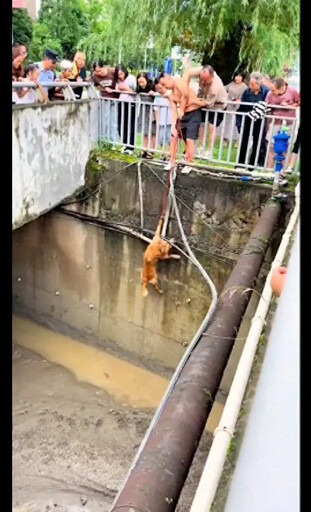 驚心動魄!狗狗不慎掉入河道裡了 還好有熱心的民眾上前營救