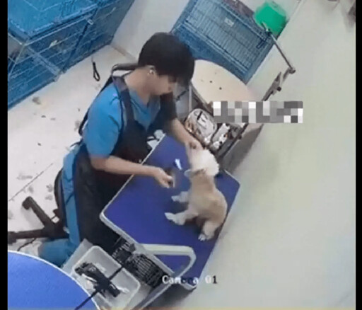 寵物狗因不適反抗 竟遭員工殘酷虐打致傷！寵物店回應：已立即解僱涉事員工