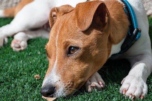 狗狗為何經常流眼淚？這「四種原因」飼主應注意！