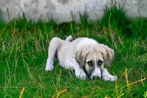 狗狗生病時會有哪些變化？這「五大徵兆」出現時飼主應注意！