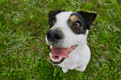 守護愛犬的笑容！6個方法讓狗狗擁有健康牙齒 避免早期老化的危機