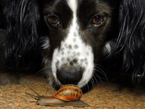 狗狗最痛恨的味道曝光！別讓愛犬受這些氣味折磨