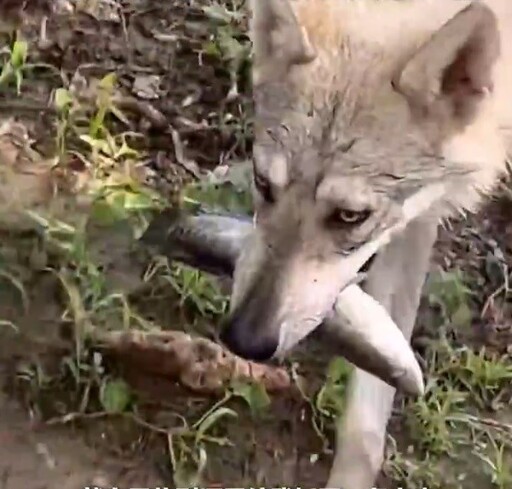 男子帶著愛犬去河邊釣魚一無所獲！狗狗下水秒叼魚露出「鄙視眼神」笑翻網友