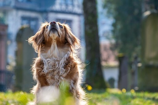 為何狗狗總是喜歡在小便前繞圈圈呢？竟然是這「四大原因」導致！