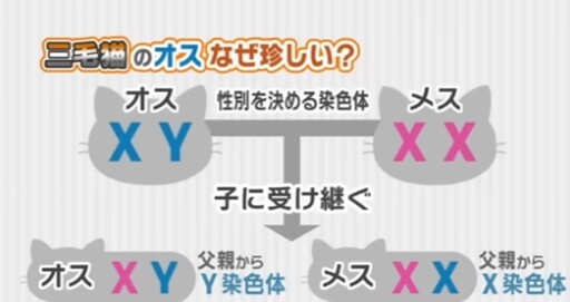 日本出現罕見「三萬分之一」雄性三花貓！網友看完心都融化了