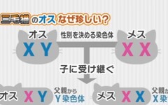 日本出現罕見「三萬分之一」雄性三花貓！網友看完心都融化了