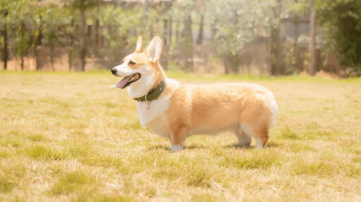 一天只餵一次？揭開愛犬飲食革命的真相 專家帶你破解祕密！