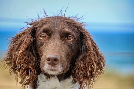 當狗狗照顧良好時會出現的「四種表現」！看看你家愛犬達成幾樣